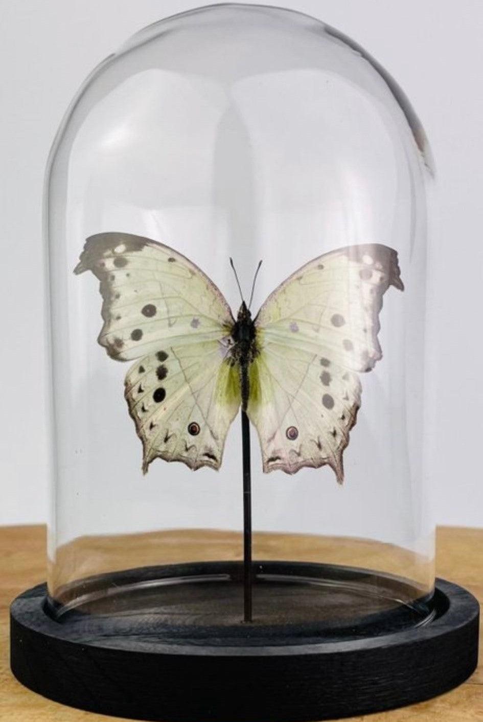 Artwork - Unieke vlinder Taxidermie Salamis parhassus - JungleHome
