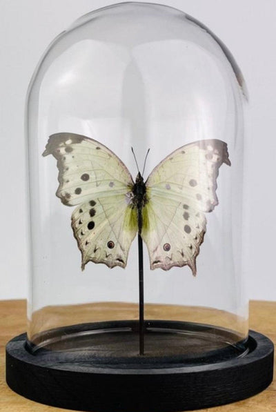 Artwork - Unieke vlinder Taxidermie Salamis parhassus - JungleHome