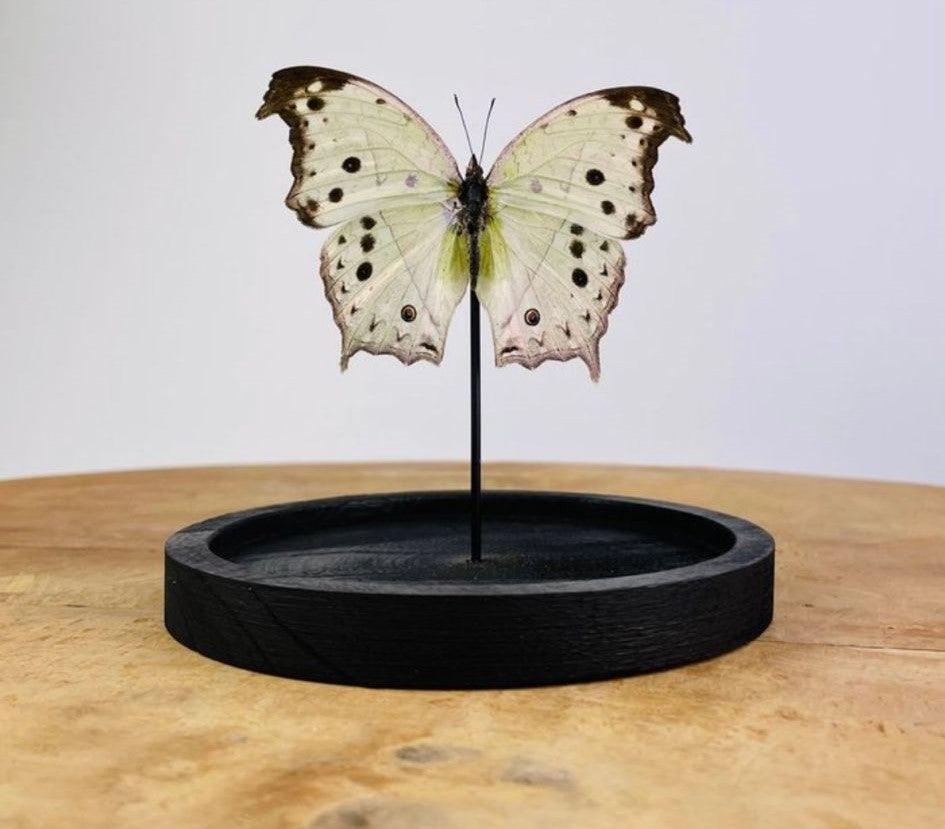 Artwork - Unieke vlinder Taxidermie Salamis parhassus - JungleHome